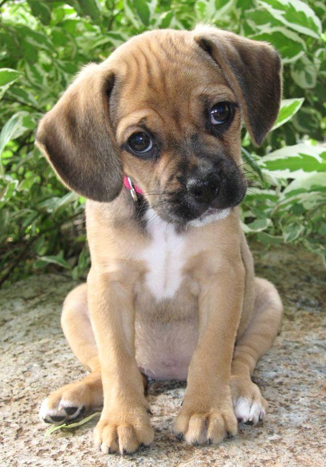 Am I the only one who doesn’t like dogs?