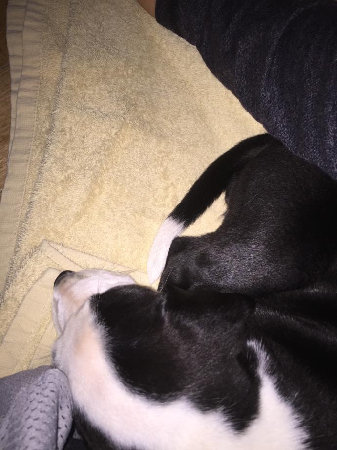 why is my puppy shaking why is my new shaking so much and if it has diarrhea does it he has a why is my puppy shaking why is my new shaking so much and if it has diarrhea does it he has a