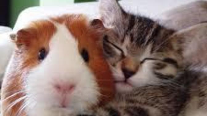 Do you think it would be a good idea to make people get a "pet license" if they wanted to own a domestic animal?