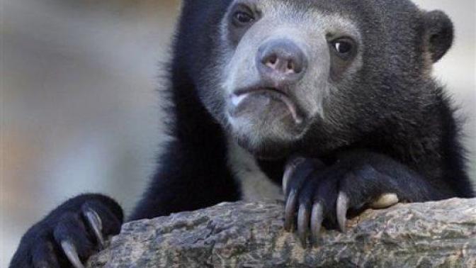 If you caught a "vegetarian/vegan" eating meat but trying to hide it what would you think?