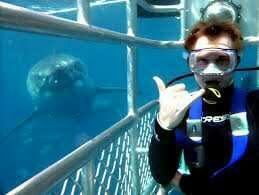 Would you scuba dive in a shark cage??