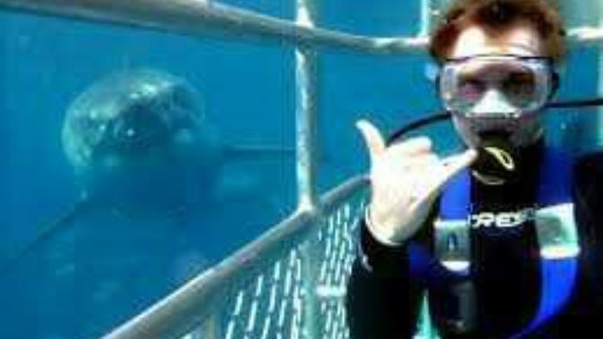 Would you scuba dive in a shark cage?