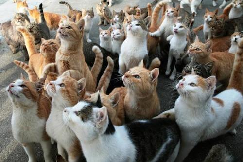 Would you rather have one gigantic cat that you can ride like a horse or have lots of regular-sized cats?