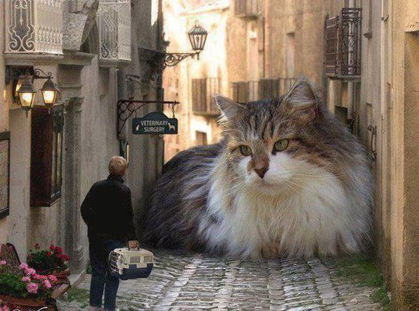 Would you rather have one gigantic cat that you can ride like a horse or have lots of regular-sized cats?