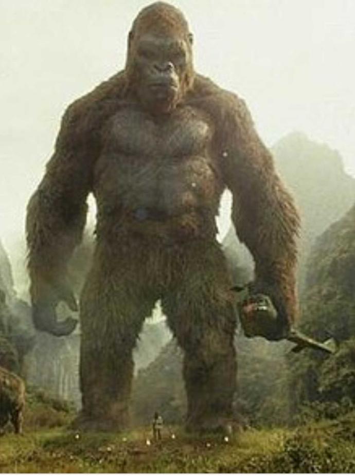 Kong vs Godzilla?