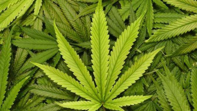Are we losing a whole generation to weed?
