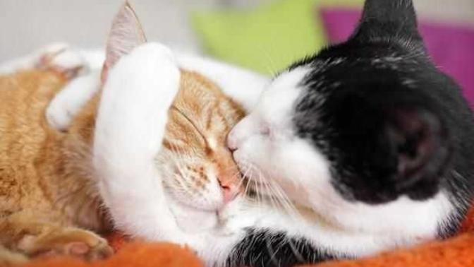 What do u think about overly affectionate partners?