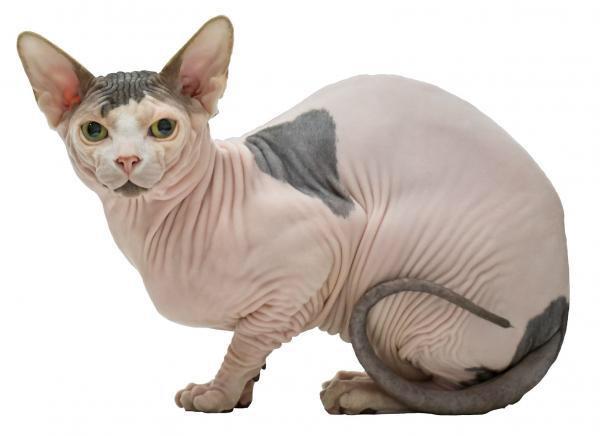 Would you rather be completely hairless or as hairy as a gorilla?
