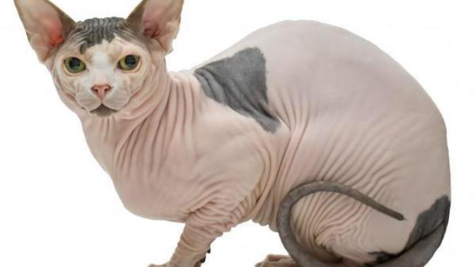 Would you rather be completely hairless or as hairy as a gorilla?