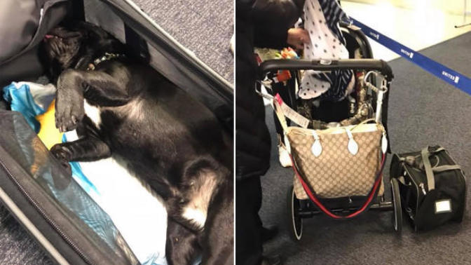 United Airlines: How much worse can it get? Dog dies after United flight attendant forces it into overhead bin?