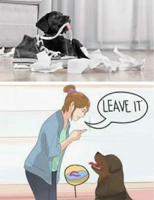 Is it okay to let a dog chew on anything as a "toy?"?