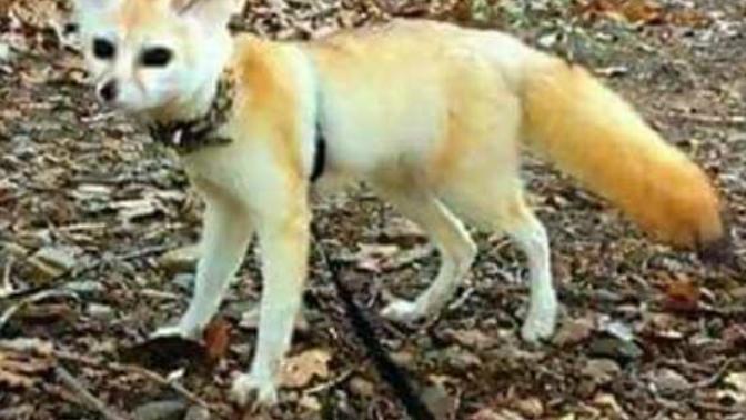 Do you think it's right that this woman feeds her pet fox a vegan diet despite the health problems that have happened?