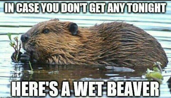 Beaver shots? Good? Bad? Gross? Offensive?