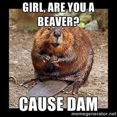 Beaver shots? Good? Bad? Gross? Offensive?
