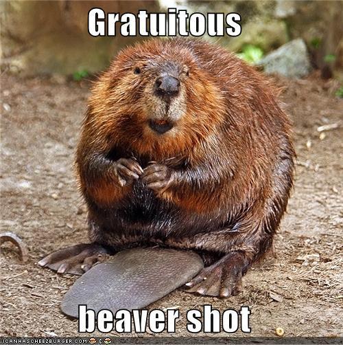 Beaver shots? Good? Bad? Gross? Offensive?