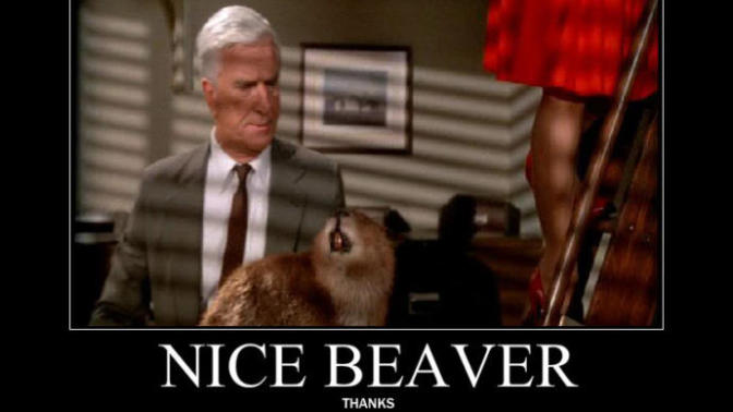 Beaver shots? Good? Bad? Gross? Offensive?