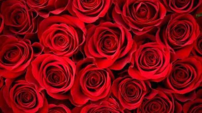 Get yo girl flowers, chocolate etc. / What does yo girl get you?