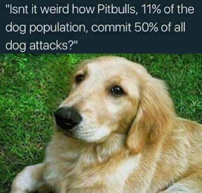 What do you think of pitbulls a.k.a North American toddler maulers?