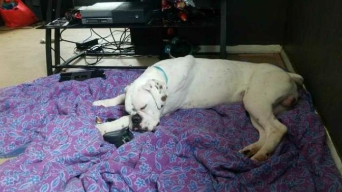 Is it bad we want our dog back and miss him after we give him up to a nice family?