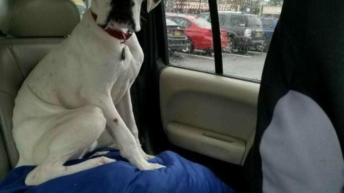 Is it wrong to ask for our dog back after we give him out to a nice couple 1 day ago?