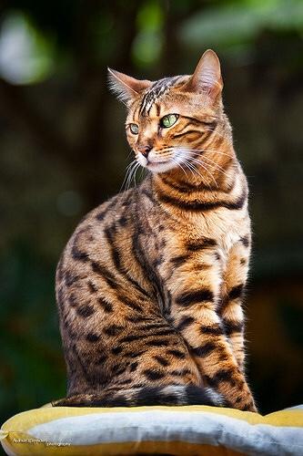 What cat breed is better? A Russian Blue, or a Bengal?