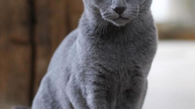 What cat breed is better? A Russian Blue, or a Bengal?