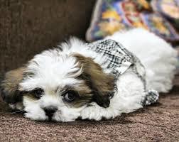 Which pet do you prefer, Dogs or Cats?