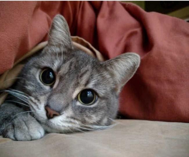 Which pet do you prefer, Dogs or Cats?