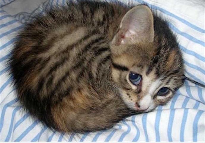 Which pet do you prefer, Dogs or Cats?