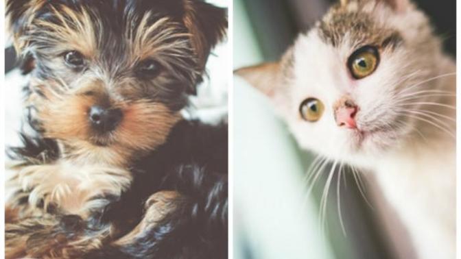 Which pet do you prefer, Dogs or Cats?
