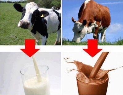 Does chocolate milk come from brown cows?
