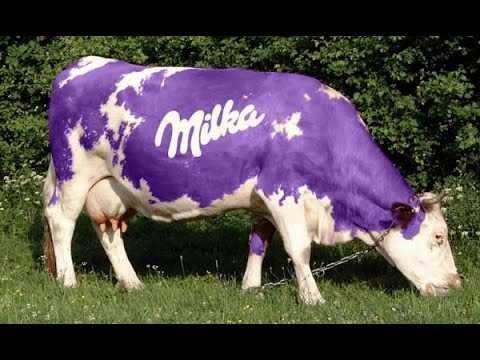 Does chocolate milk come from brown cows?
