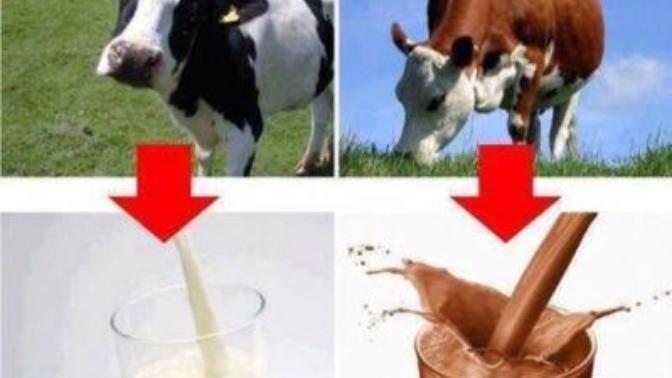 Does chocolate milk come from brown cows?