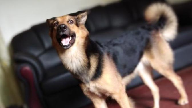 Rate my pet dog 'Fluke'?