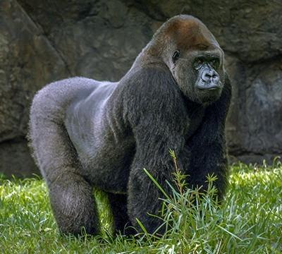 Using no weapons, could these 5 men beat a full grown gorilla in a fight?