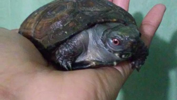 What name would you give my pet tortoise?