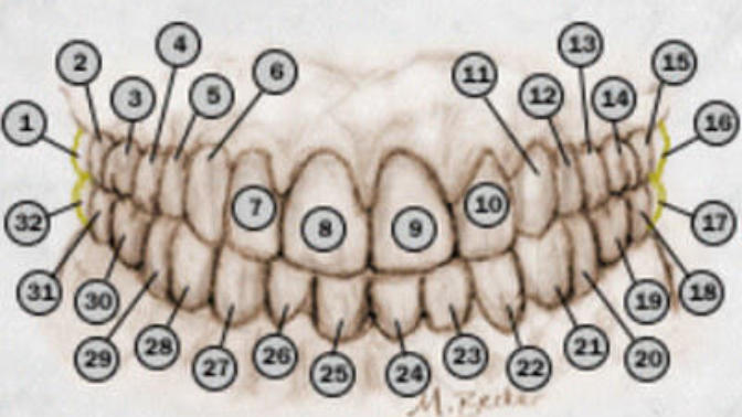 Girls, Would you date someone missing tooth #11?