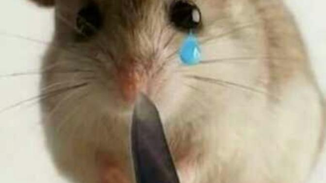 What should I do when I want to kill mice elf?
