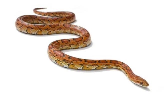 Did my grandma make this story up about a Pet Snake?