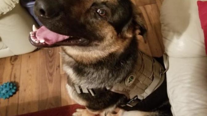 I may have to give away my new dog?
