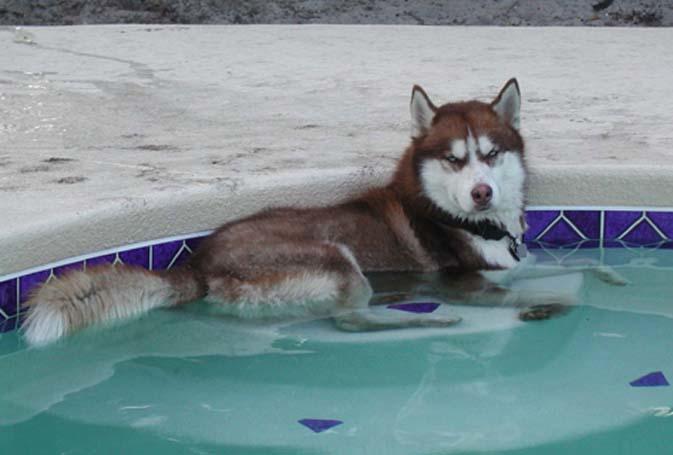 Do you think people should be allowed to have cold weather dogs (Huskies etc) in hot countries?