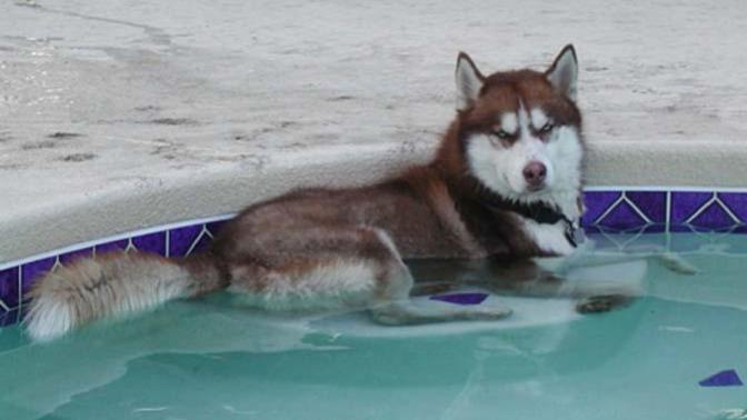 Do you think people should be allowed to have cold weather dogs (Huskies etc) in hot countries?