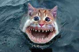 Have you ever been accused of catfishing??