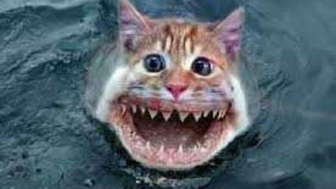 Have you ever been accused of catfishing?
