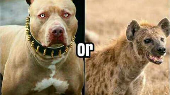 Whose gonna win?