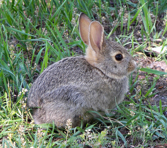 Which of these 7 random animals do you like most?