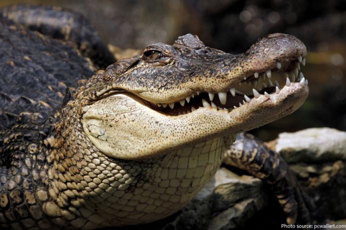 Which of these 7 random animals do you like most?