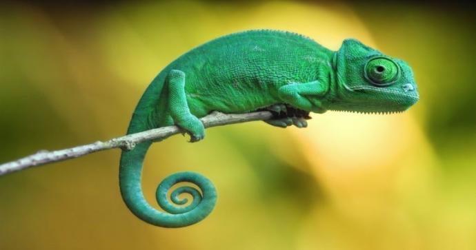 Which of these 7 random animals do you like most?