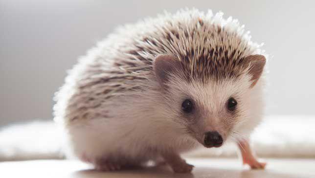 Which of these 7 random animals do you like most?