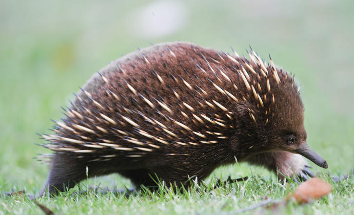Which of these 7 random animals do you like most?